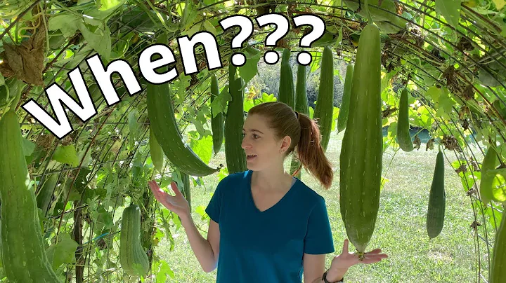 When Should I Harvest My Loofah Gourds? | How to Grow Loofahs Part 4