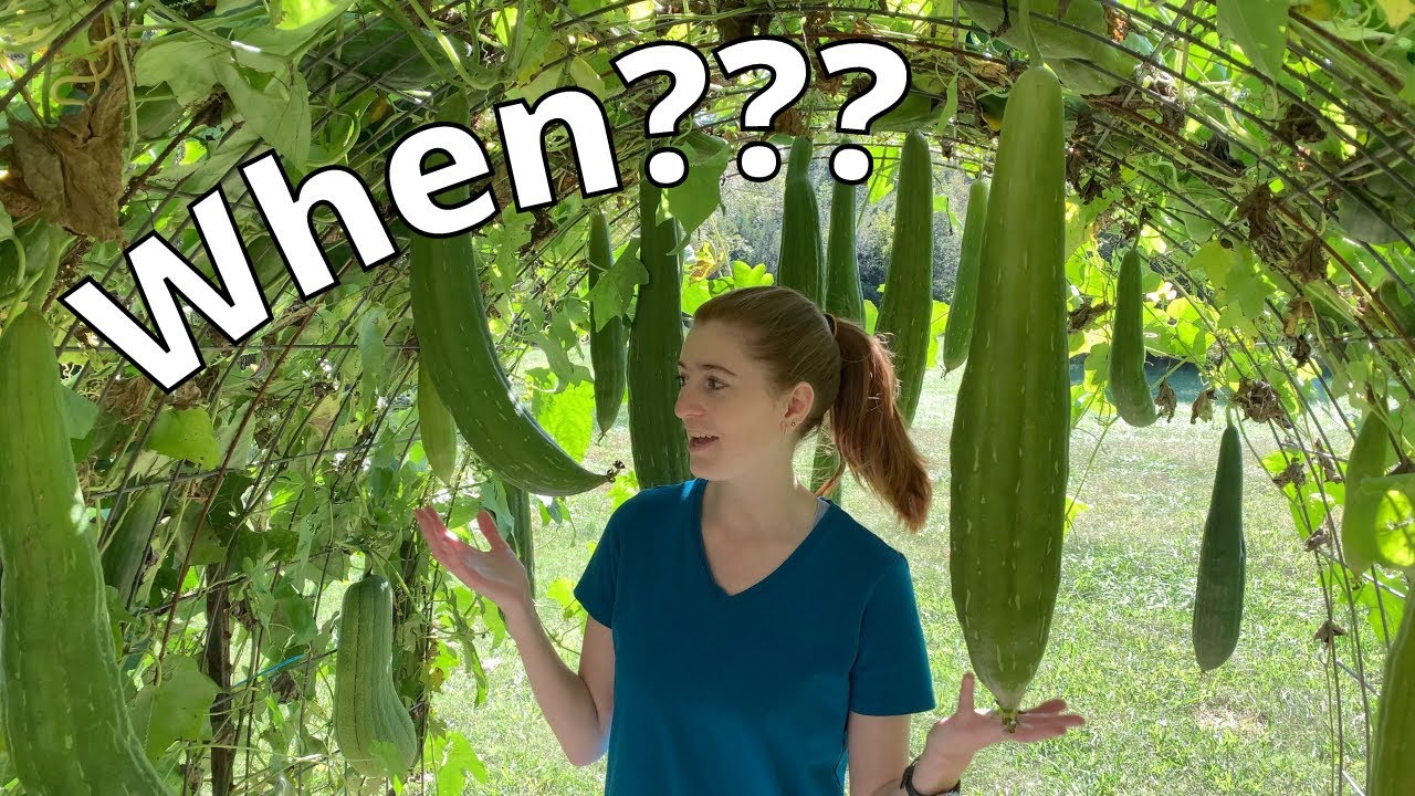 Когда собирать урожай тыкв-люф? | Как выращивать люфу. Часть 4