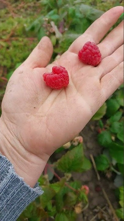 Прималба сорт малины описание сорта фото Купить саженцы Вайолет (ОКС) ЕжеМарина