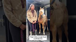 Horse’s dramatic prowess has reached a new level #horse #funny #funnyvideo #animals #foryou #fyp