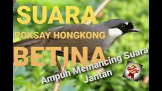 SUARA TERAPI POKSAY HONGKONG BETINA AMPUH MEMBUAT BURUNG JANTAN  BERKICAU! #poksayhongkong #poksay