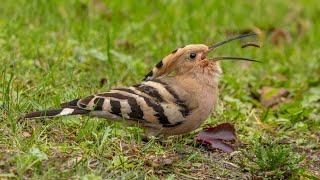 Download Lagu Hop MP3