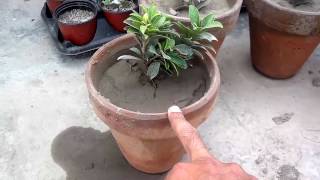 How To Re-Pot a Plant - Tips For Repotting Plants (Urdu/Hindi)