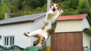 Silliest Cats on Earth 😂 Funny Cats Videos 2025