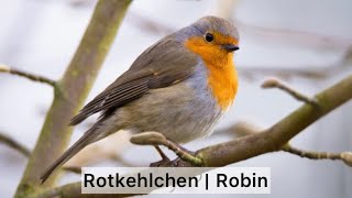 Gesang Rotkehlchen | Song Robin [Vogel/Bird #3]