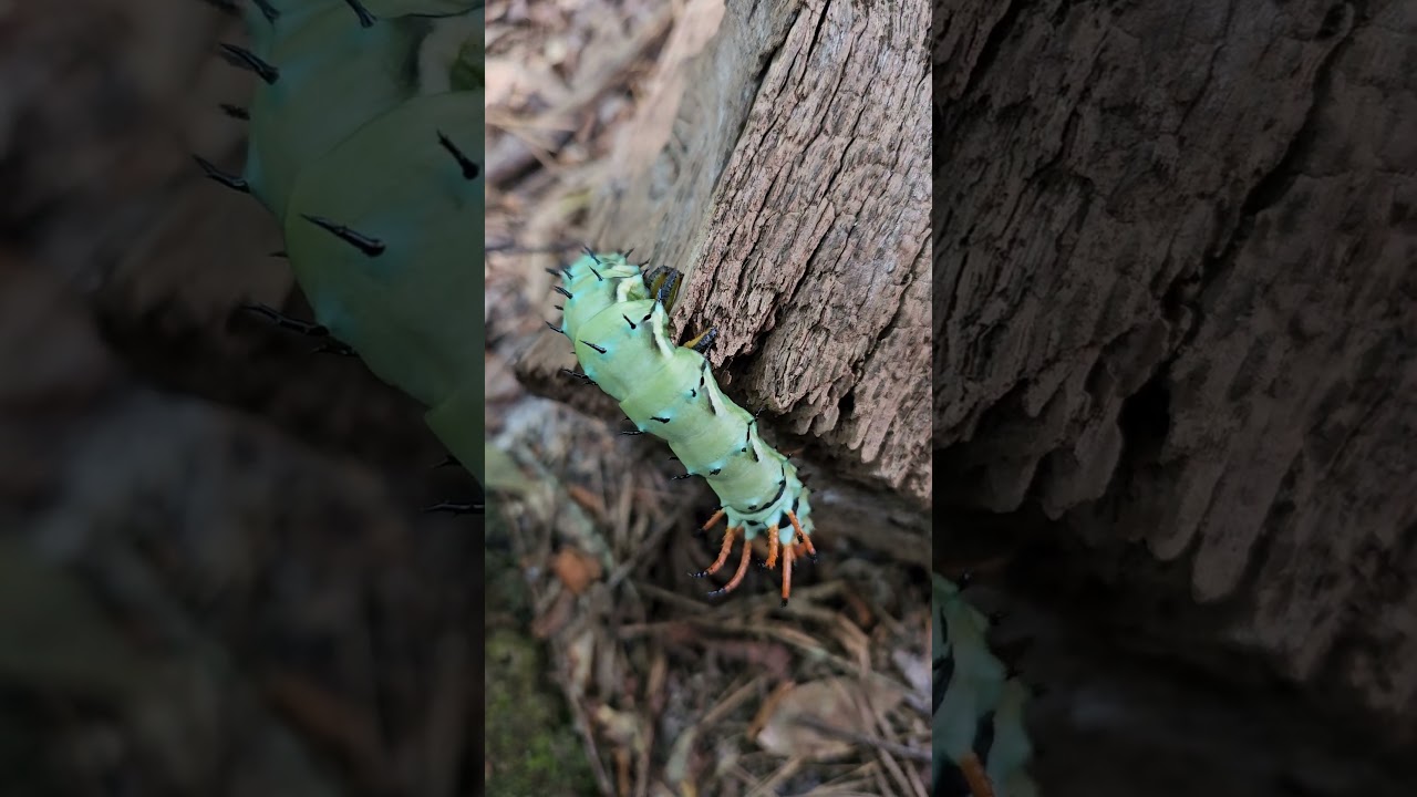 Hickory Horned Devil caterpillar - 6 inches!
