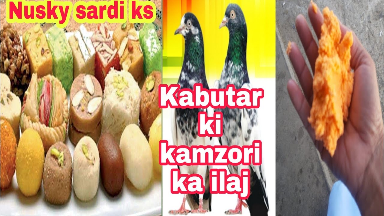 kabutar ka Nusky sardi mein kabutaron Ki Bimari ka ilaj kamzori ka ilaj garam