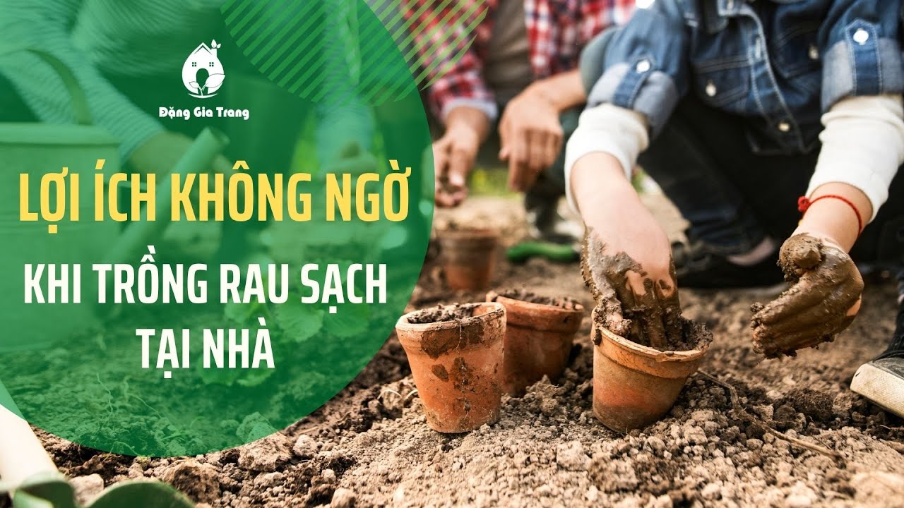 Lợi ích từ việc trồng rau sạch tại nhà Benefits of growing vegetables
