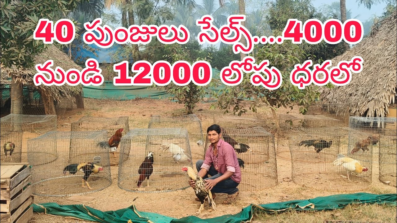 9100371557ఓన్లీ వాట్సాప్ చాట్ రాజమండ్రి ట్రాన్స్పోర్ట్ సదుపాయము ఉంది 1/1/2026