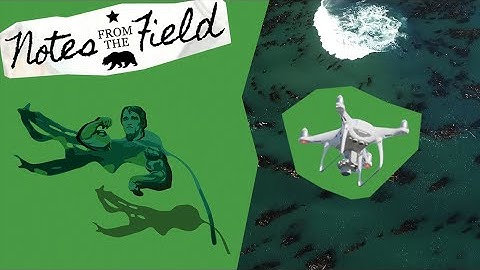 Mapping Kelp with Drones | Notes from the Field