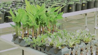 Why you should know your allergies before buying plants