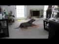 Pit Bull: Dog training, Obedience Training Pit Bull: Dog training, Obedience Training