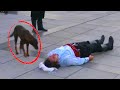 Бездомный пес решил, что актеру стало плохо и бросился к нему на помощь!
