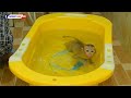 Very Happy!! Little Monkey Olly Swimming In Baby Pool