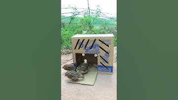 Creative DIY Quail Trap #create #traps # shorts