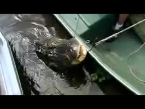Watch it! Florida alligators disappear in just one foot of water - Ultimate Killers - BBC wildlife