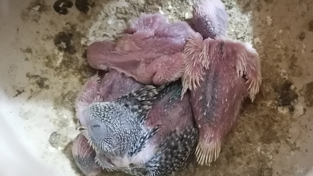 🔴 LIVE Budgies Nesting 🐦 | 24/7 Vertical Bird Nest Cam | Real-Time Feeding Animals And Birds is live