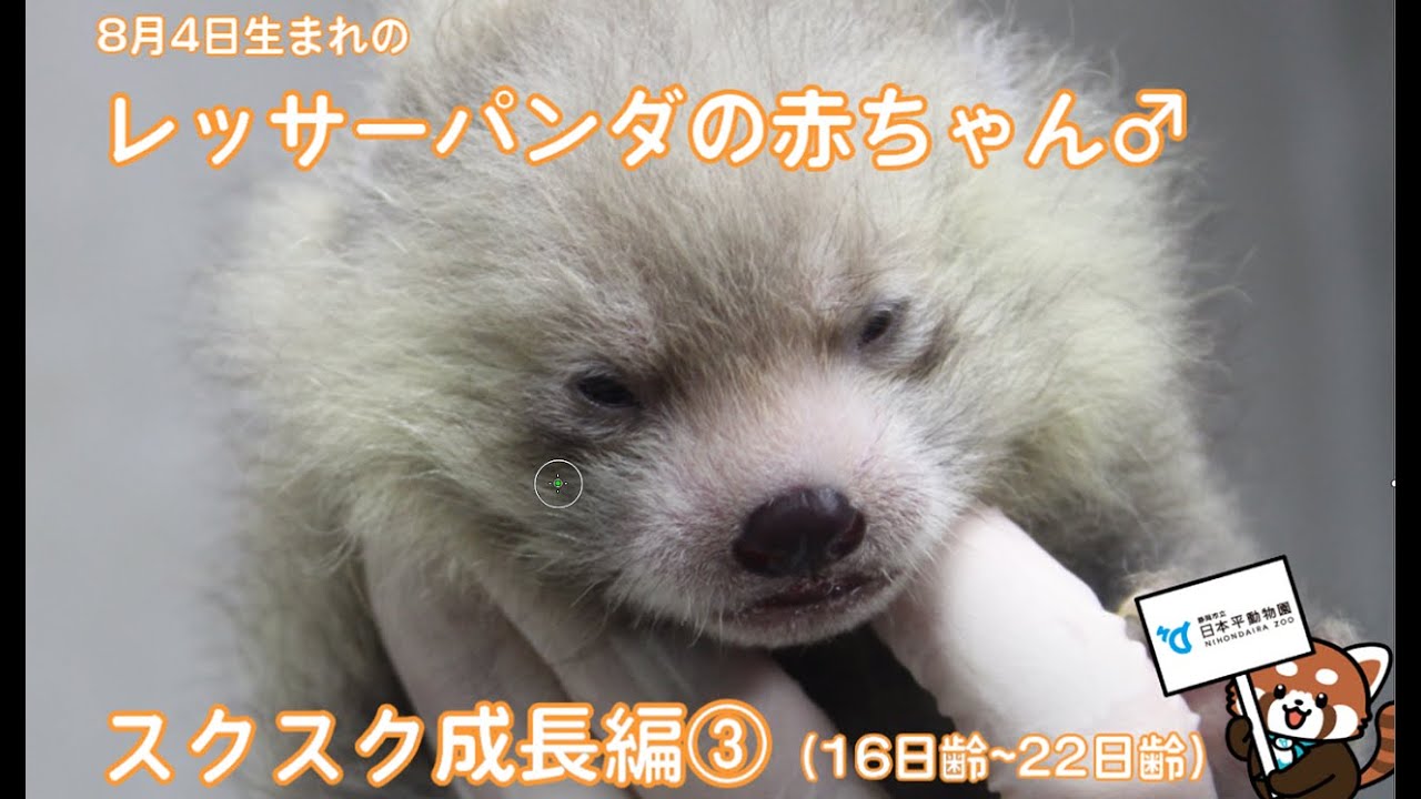 【日本平動物園】レッサーパンダの赤ちゃん『スクスク成長編』③（16日齢～22日齢）