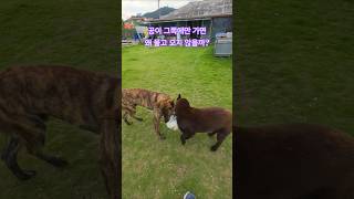 꼭 저쪽에만 가면 공을 입으로 물지 않는 이유가 눨까?  #공놀이 #호박이