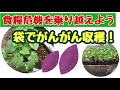 【自給自足は常識になる】食糧危機が来る前に、着々と準備しよう!ーしばみゆアットランダム#13 #自給自足 #袋サツマイモ #間に合う #食糧危機