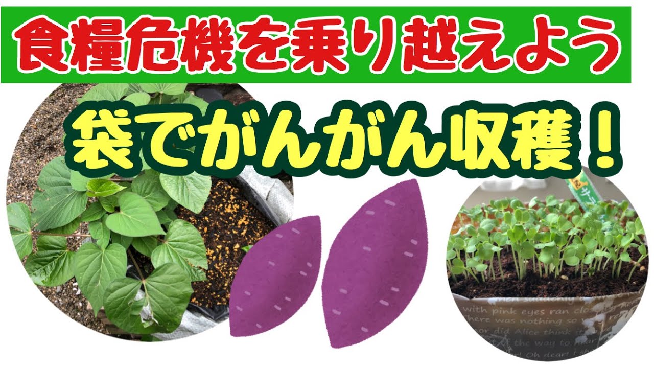 【自給自足は常識になる】食糧危機が来る前に、着々と準備しよう！ーしばみゆアットランダム＃13 #自給自足 #袋サツマイモ #間に合う #食糧危機