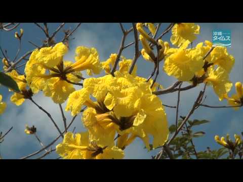 イペーの花咲く 夏日の沖縄1305 Youtube