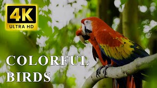 นกแก้วมาคอว์ | นกที่มีสีสันที่สุดใน 4K UHD | เสียงนก