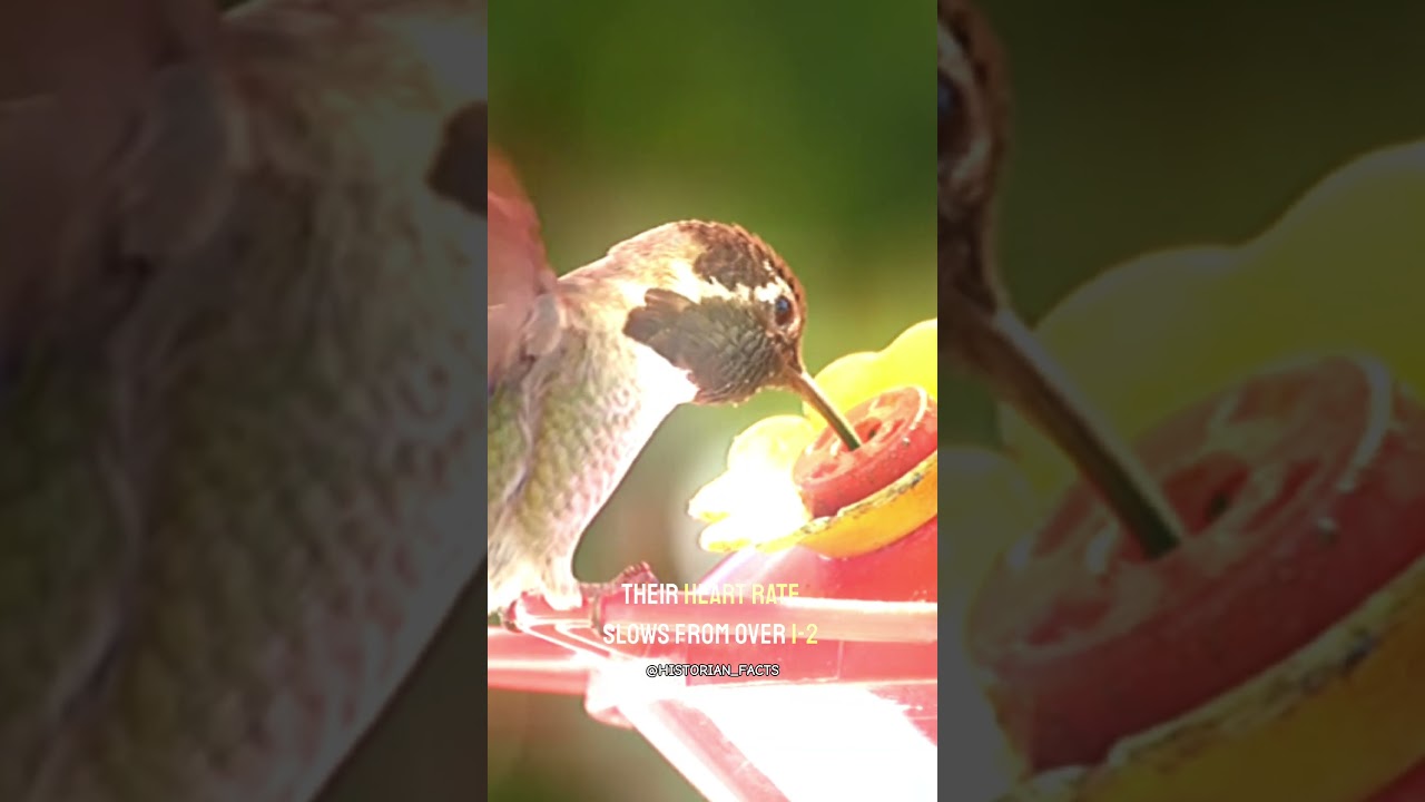 Hidden Hummingbird Secrets Only 1% of People Know This! 🐦🐦 