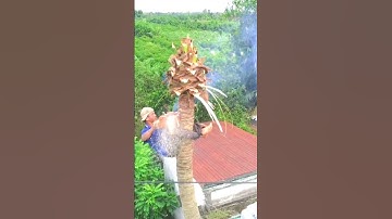 Đỉnh cao Vua Khỉ cưa cây dừa