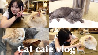 【猫カフェ】可愛すぎる猫様たちに遊んでもらいましたJapanese cat cafe vlog.