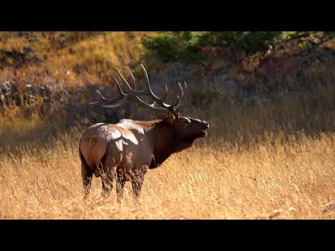 26101 Highway 141, Whitewater, CO home video tour