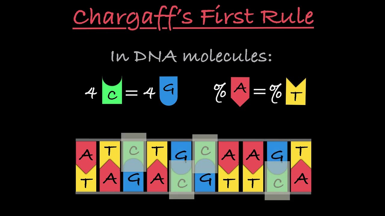 DNA Proportions: The Proportions of the Bases are Consistent within a Species (Explained ...