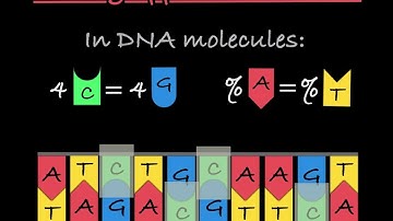 Chargaff’s Rules Explained