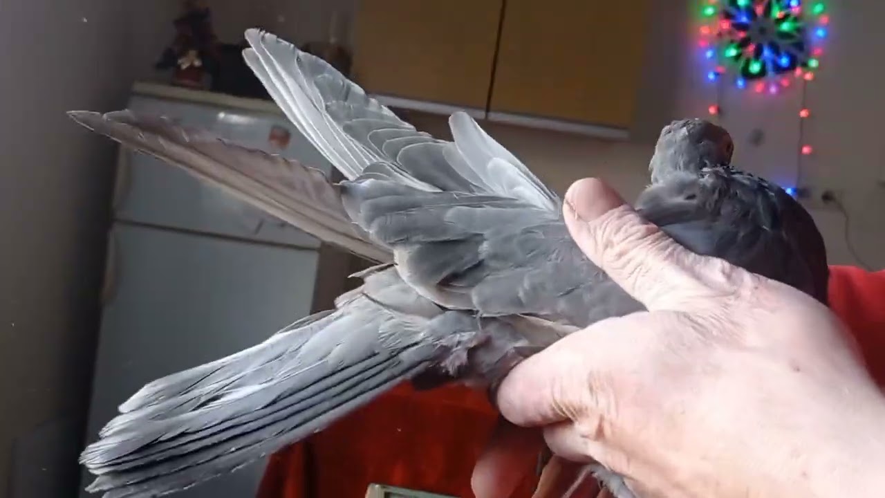 Миколаївські голуби - Ванічева.В.М. ( Миколаївська обл - 2026 р ).