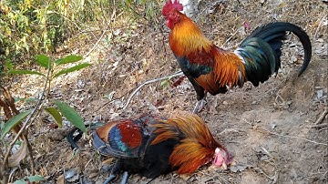 dib qaib qus tuaj zoo tiagtiag naw 26/1/2021