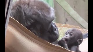 Baby Gorilla, Kayembe plays with Kunda   1/9/24.  #gorillas