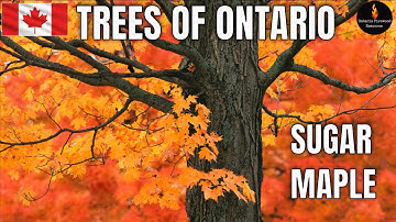 TREES OF ONTARIO -  SUGAR MAPLE (ACER SACCHARUM) - TREE IDENTIFICATION SERIES