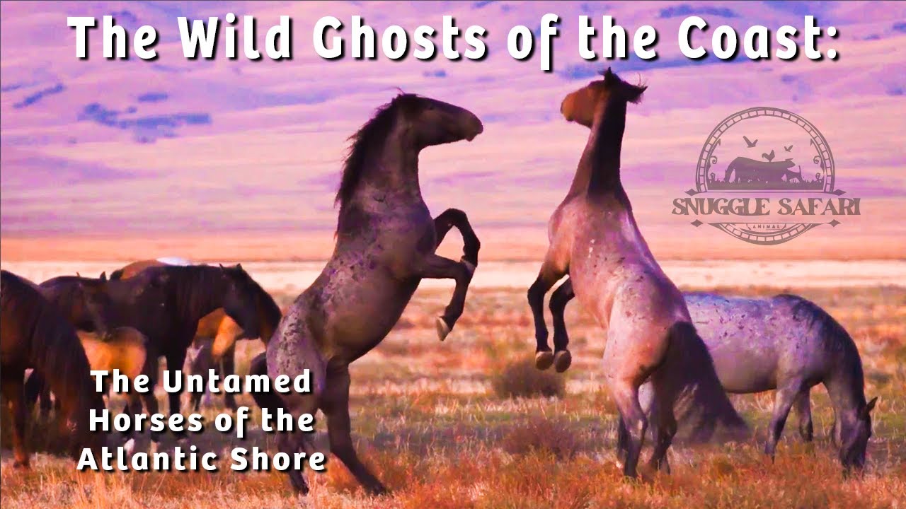 Ghosts of the Coast 🐎 | Wild Horses of Assateague & the Outer Banks