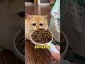 毛桃桃大眼袋 毛桃桃大眼袋 芒果核 找到战胜胜男的秘密 嗷呜 蓝馔猫粮改名蓝挚 爱就全力以护 蓝挚猫粮 蓝BUFF猫粮 猫生第一口保底粮 毛桃桃大眼袋 毛桃桃大眼袋 芒果核 找到战胜胜男的秘密 嗷呜 蓝馔猫粮改名蓝挚 爱就全力以护 蓝挚猫粮 蓝BUFF猫粮 猫生第一口保底粮