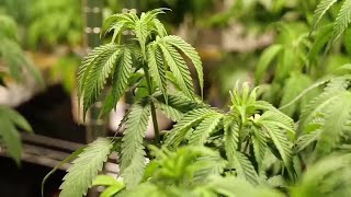 Judge rules companies may inquire about medical cannabis license denials