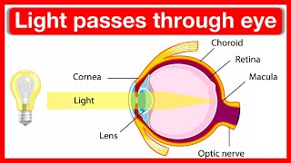 How light passes through the eye  | Parts of the eye | Easy learning video | Anatomy & physiology