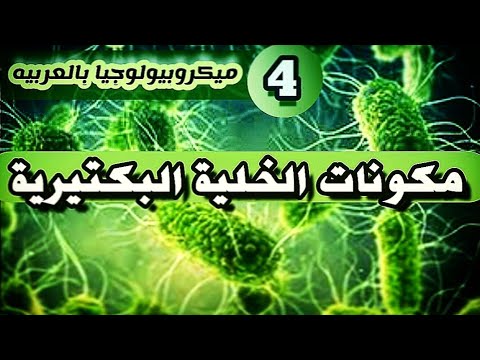 فيديو: هل كل بكتيريا الأسواط؟
