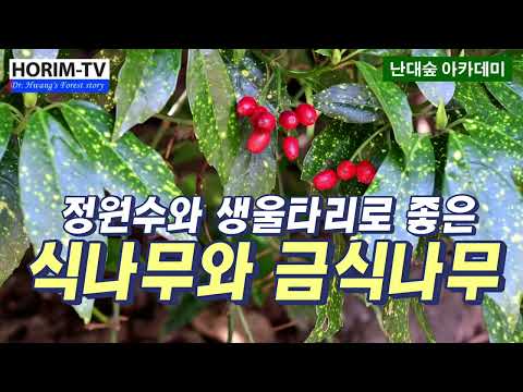 정원수로 좋은 식나무와 금식나무, 숲 전문 HORIM-TV