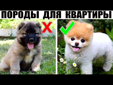 ТОП 5 ЛУЧШИХ ПОРОД СОБАК ДЛЯ КВАРТИРЫ, часть 1/Лучшие собаки для квартиры