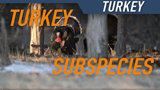 IDENTIFYING TURKEY SUBSPECIES | Talking Turkey with Hunters Connect
