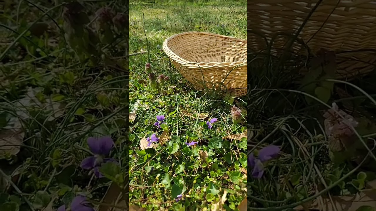 Wild edibles & healing tea time 