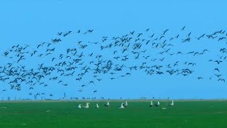 GLOBALink | China acts to tackle climate change, protect biodiversity