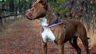 Joyce, A 2-12-Year-Old Sweet Pit Bull Dog Adopted In Manahawkin, Nj