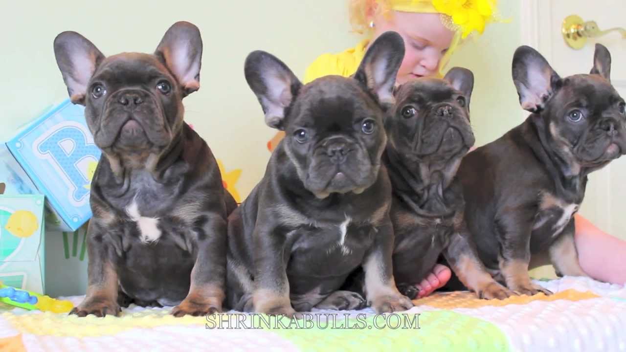 shrinkabulls french bulldogs