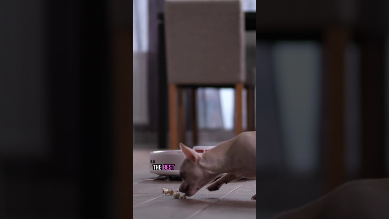 Stop Cleaning Your Floors Forever With Robot Vacuums 